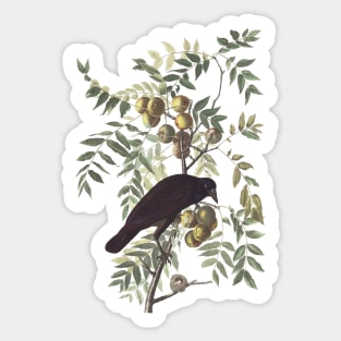 John James Audubons American Crow Sticker